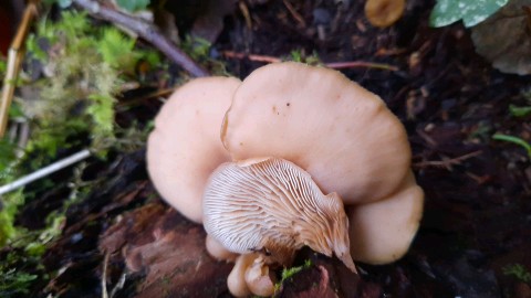 Lentinellus cochleatus