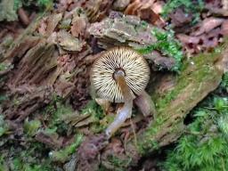 Callistosporium luteo-olivaceum
