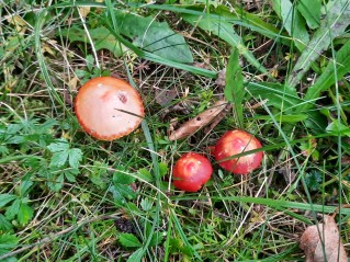Hygrocybe coccinea