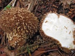 Lycoperdon echinatum