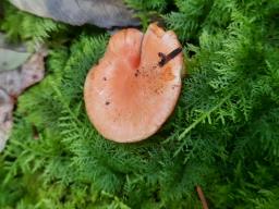 Pholiota astragalina
