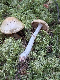 Cortinarius caperatus