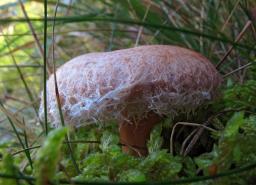 Lactarius torminosus