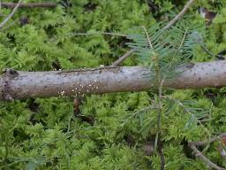 Lachnellula subtilissima