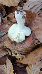 Russula ochroleuca