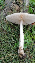 Pluteus inquilinus