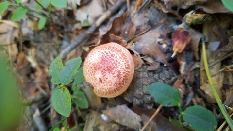 Cortinarius bolaris