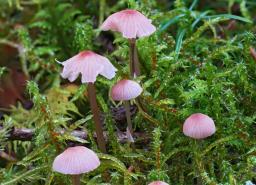Mycena rosella