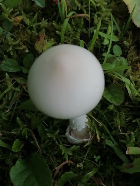 Amanita vaginata