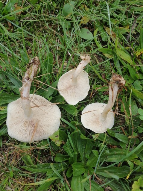 Clitocybe fasciculata