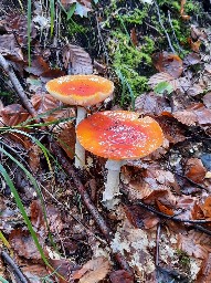 Amanita muscaria