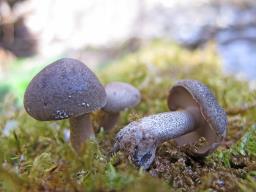 Lentinus substrictus