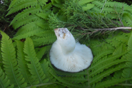 Russula cyanoxantha