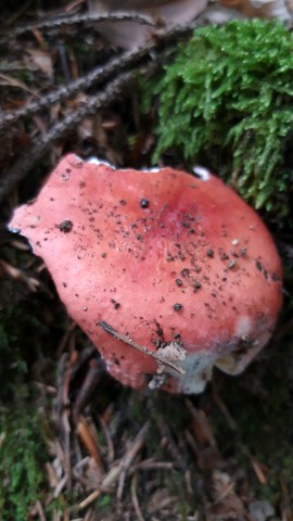 Russula