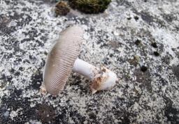 Amanita alseides