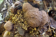 Tubifera ferruginosa