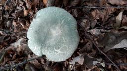 Russula virescens