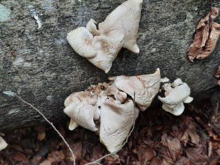 Pleurotus pulmonarius