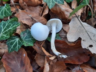 Hygrophorus eburneus