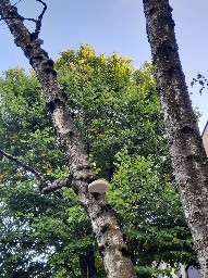 Fomitopsis betulina