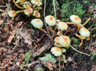 Hypholoma fasciculare var. pusillum