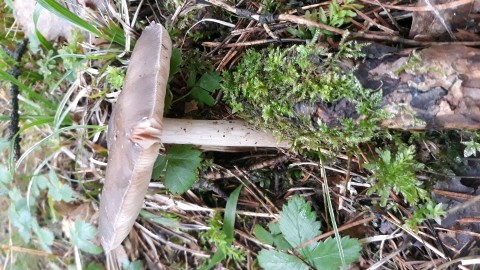 Pluteus cervinus