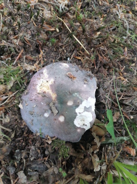 Russula cyanoxantha