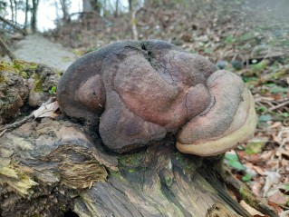 Phellinus hartigii