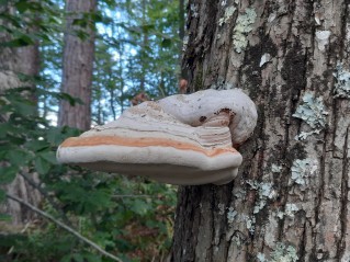 Fomes fomentarius