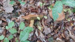 Suillus variegatus