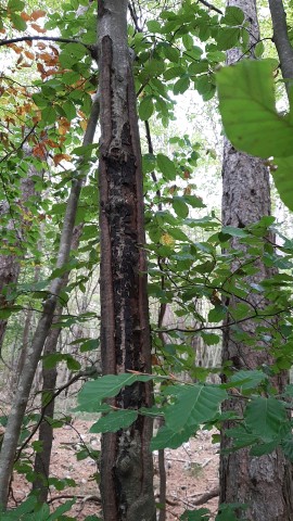 Biscogniauxia nummularia