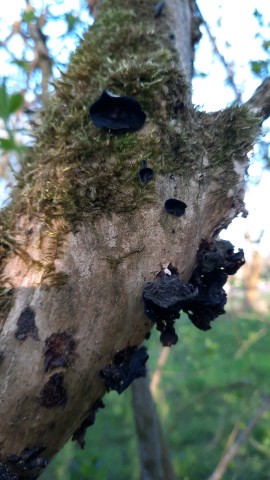 Auricularia auricula-judae