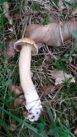 Suillus variegatus