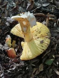Amanita caesarea
