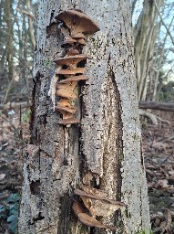 Pleurotus ostreatus