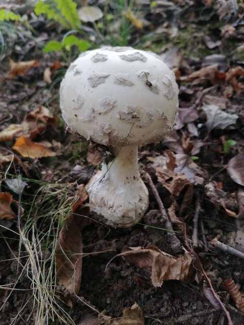 Amanita strobiliformis