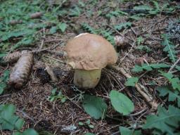 Butyriboletus subappendiculatus