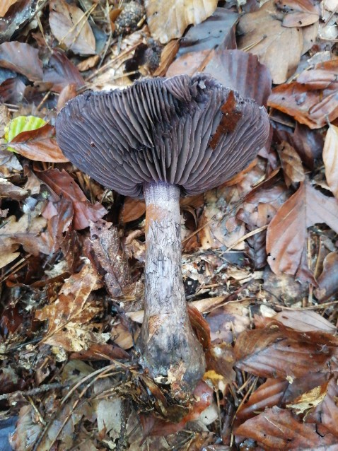 Cortinarius violaceus