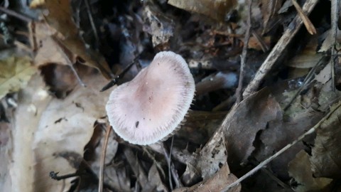 Mycena pura