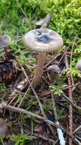 Hygrophorus olivaceoalbus