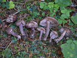 Lepiota fuscovinacea