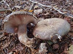 Russula albonigra