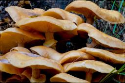 Armillaria mellea