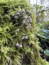 Coprinellus disseminatus