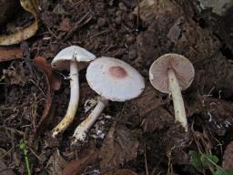 Agaricus semotus