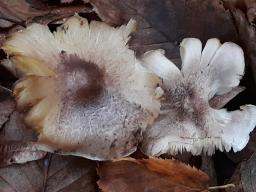 Tricholoma scalpturatum