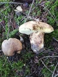 Butyriboletus appendiculatus