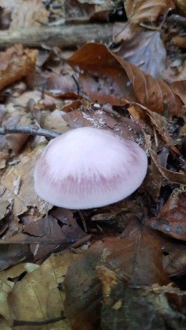 Mycena rosea