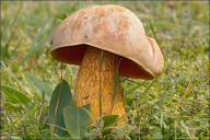 Suillellus luridus