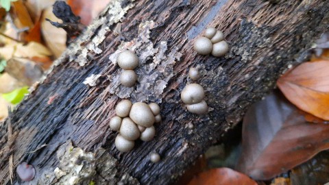 Lycogala epidendrum